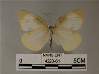 白粉蝶、紋白蝶藏品圖，第2張