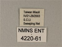 白粉蝶、紋白蝶藏品圖，第3張