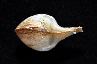 九州杓蛤藏品圖，第4張