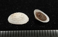 梳齒笠螺之一種藏品圖，第2張
