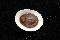 梳齒笠螺之一種藏品圖，第6張
