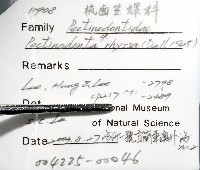 梳齒笠螺之一種藏品圖，第8張