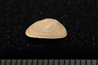 梳齒笠螺之一種藏品圖，第3張