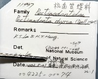梳齒笠螺之一種藏品圖，第8張