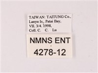 曲波紋灰蝶藏品圖，第3張