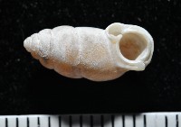 梅山豆蝸牛藏品圖，第1張