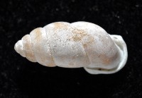 梅山豆蝸牛藏品圖，第3張