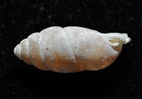 梅山豆蝸牛藏品圖，第4張