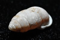 梅山豆蝸牛藏品圖，第5張