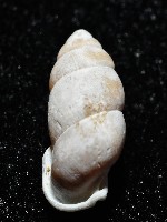 梅山豆蝸牛藏品圖，第7張