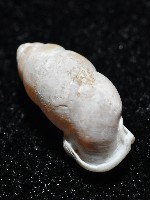 梅山豆蝸牛藏品圖，第8張