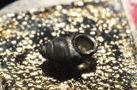 黃氏芝麻蝸牛藏品圖，第8張