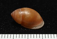 鼴耳螺藏品圖，第2張