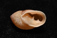 鼴耳螺藏品圖，第4張
