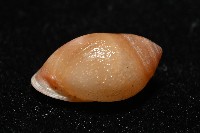 鼴耳螺藏品圖，第5張