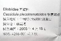 鼴耳螺藏品圖，第7張