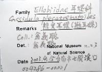 鼴耳螺藏品圖，第8張