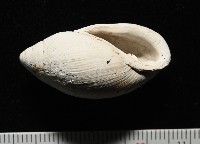 中華大耳螺藏品圖，第2張