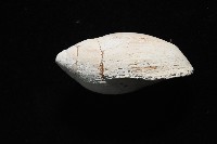 中華大耳螺藏品圖，第3張