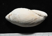 中華大耳螺藏品圖，第5張