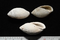 中華大耳螺藏品圖，第6張
