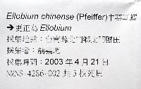 中華大耳螺藏品圖，第7張
