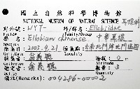 中華大耳螺藏品圖，第8張