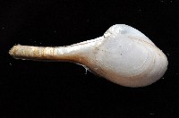 長柄杓蛤藏品圖，第2張