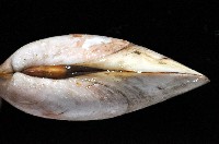 雪爪蛤之一種藏品圖，第2張