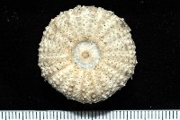 芮氏刻肋海膽藏品圖，第2張