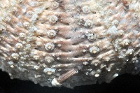 芮氏刻肋海膽藏品圖，第3張