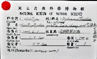 左旋扁芝麻蝸牛藏品圖，第6張