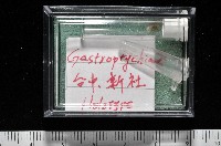 左旋扁芝麻蝸牛藏品圖，第7張
