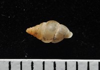 左旋扁芝麻蝸牛藏品圖，第5張