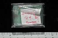 左旋扁芝麻蝸牛藏品圖，第7張