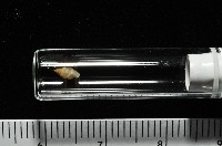 左旋扁芝麻蝸牛藏品圖，第8張