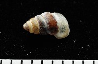 似高山芝麻蝸牛藏品圖，第2張