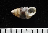 似高山芝麻蝸牛藏品圖，第3張