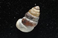 似高山芝麻蝸牛藏品圖，第6張