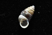 似高山芝麻蝸牛藏品圖，第7張
