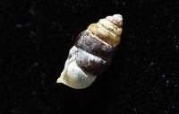 似高山芝麻蝸牛藏品圖，第8張