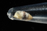 似高山芝麻蝸牛藏品圖，第9張
