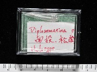 似高山芝麻蝸牛藏品圖，第11張
