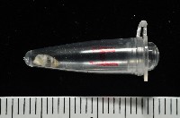 似高山芝麻蝸牛藏品圖，第12張