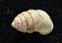 董王芝麻蝸牛藏品圖，第2張