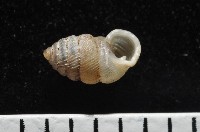 董王芝麻蝸牛藏品圖，第3張