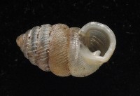 董王芝麻蝸牛藏品圖，第4張