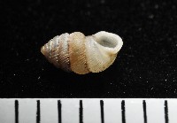 董王芝麻蝸牛藏品圖，第5張