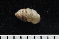 董王芝麻蝸牛藏品圖，第6張