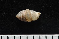 董王芝麻蝸牛藏品圖，第7張